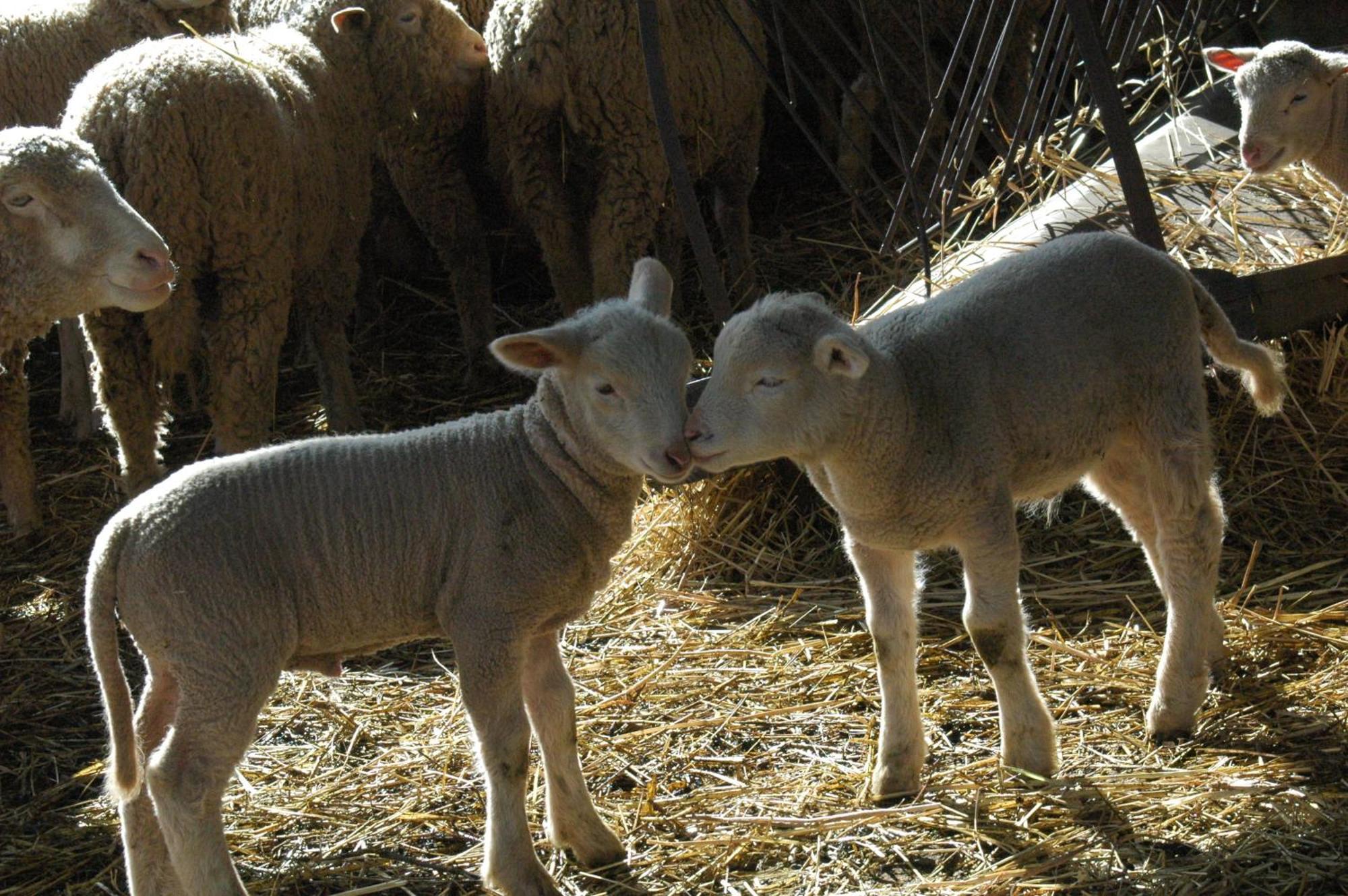 Marvão Quinta Do Vaqueirinho - Agro-Turismo 빌라 외부 사진